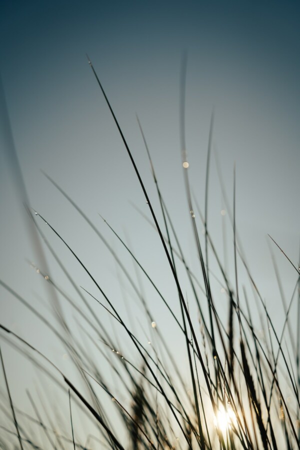 a close up of a grass with the sun in the background