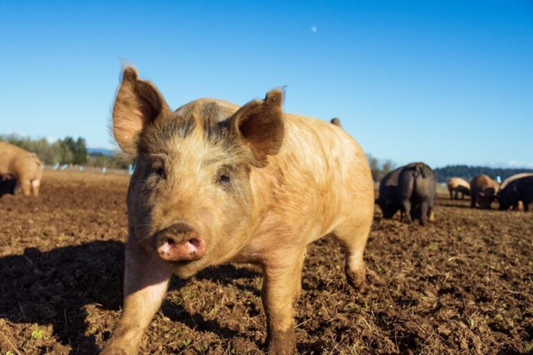 brown pig on brown soil during daytime